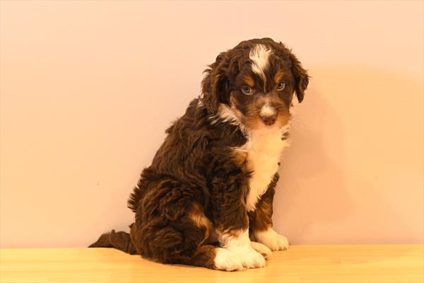 [#26287-04]  - Chocolate White Tan M Bernedoodle Mini 2nd Gen Puppies For Sale