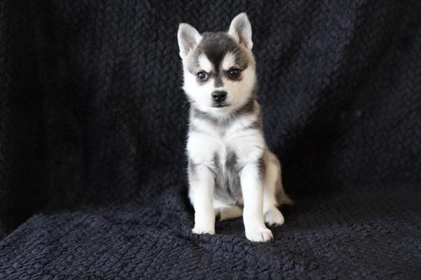 [#26299-01]  - Silver / White M Alaskan Klee Kai Puppies For Sale