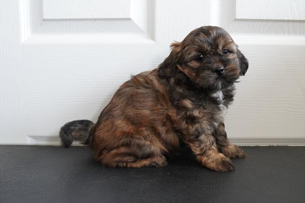 [#26186-02]  - Brown / White F Havatzu Puppies For Sale