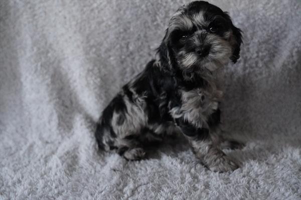 [#26241-06]  - Black F Cock A Poo Puppies For Sale