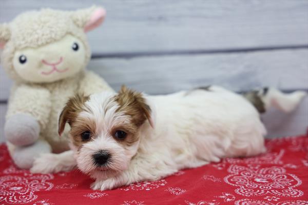 [#26289-06]  - Black White / Tan F Morkie Puppies For Sale