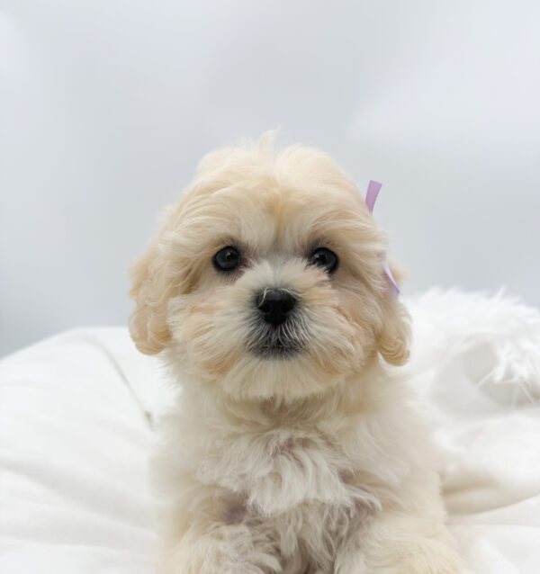 [#26358-03]  - Cream / White F Teddy Bear Puppies For Sale