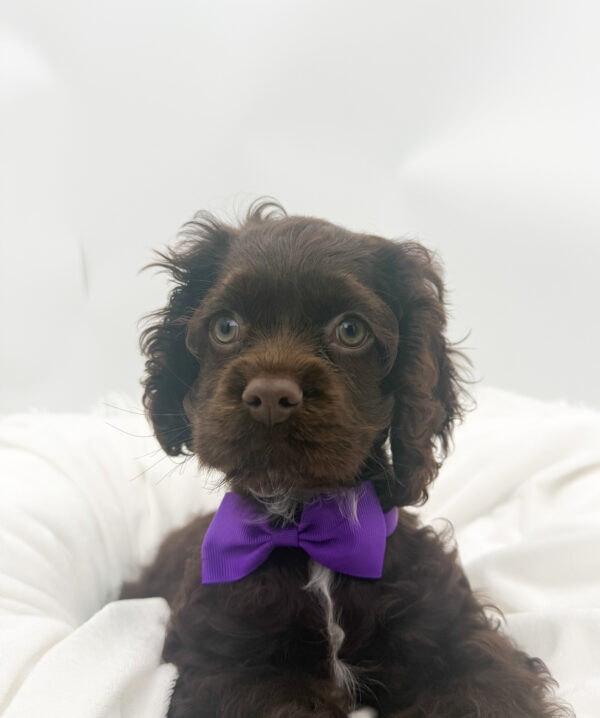 [#26245-05]  - Chocolate F Cocker Spaniel Puppies For Sale