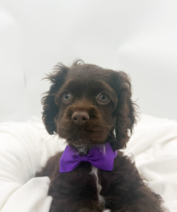 [#26245-05]  - Chocolate F Cocker Spaniel Puppies For Sale