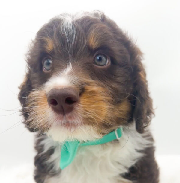 [#26287-04]  - Chocolate White Tan M Bernedoodle Mini 2nd Gen Puppies For Sale