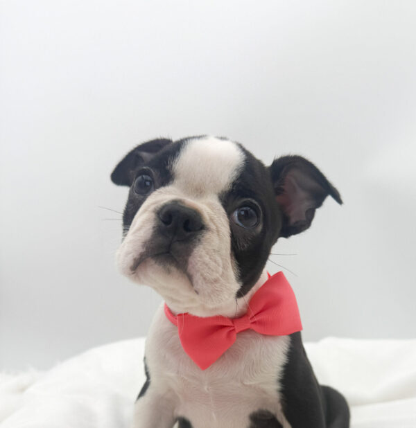 [#26312-06]  - Black / White F Boston Terrier Puppies For Sale