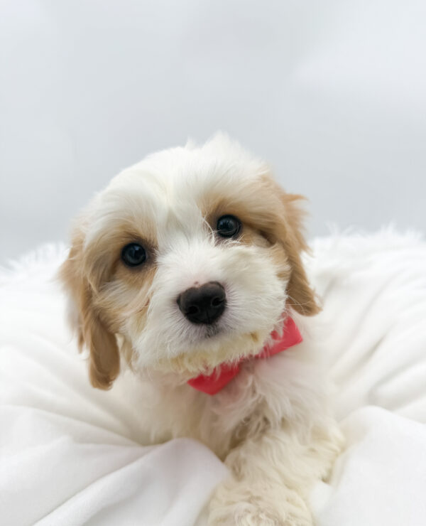 [#26357-04]  - White / Apricot F Cavachon Puppies For Sale