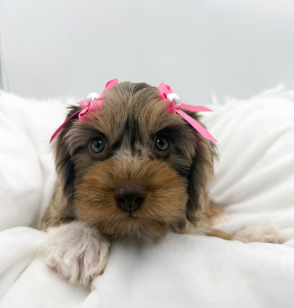 [#26469-05]  - Chocolate Merle F Cavapoo F2 Puppies For Sale