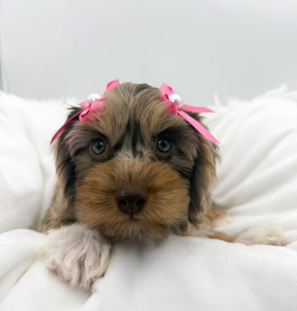 [#26469-05]  - Chocolate Merle F Cavapoo F2 Puppies For Sale