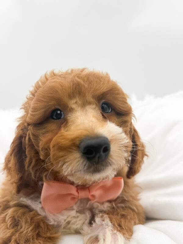 [#26293-08]  - Red F Goldendoodle Mini 2nd Gen Puppies For Sale