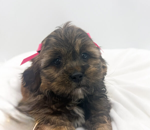 [#26186-02]  - Brown / White F Havatzu Puppies For Sale