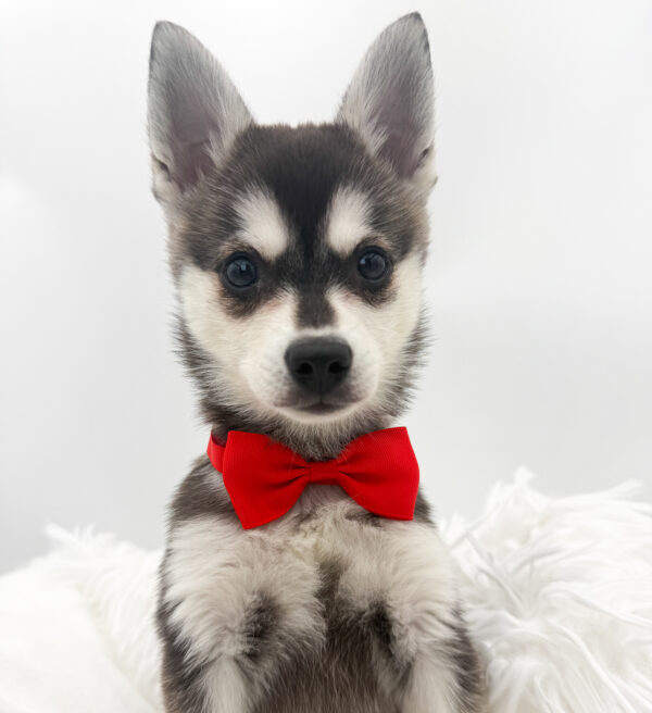 [#26299-01]  - Silver / White M Alaskan Klee Kai Puppies For Sale