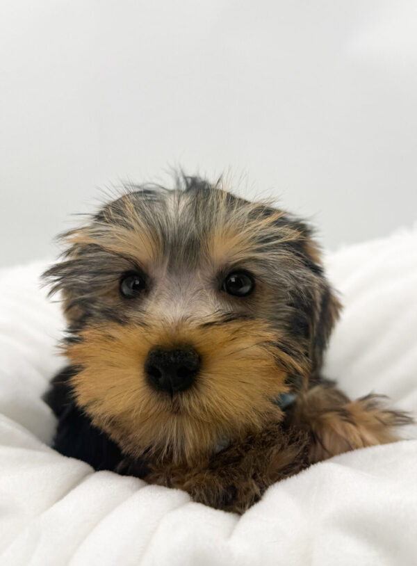 [#26203-03]  - Black / Tan M Yorkshire Terrier Puppies For Sale