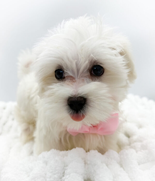 [#2640-01]  - White F Maltese Puppies For Sale