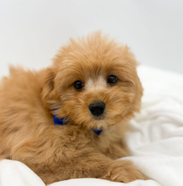 [#2626-01]  - Apricot M PomAPoo Puppies For Sale