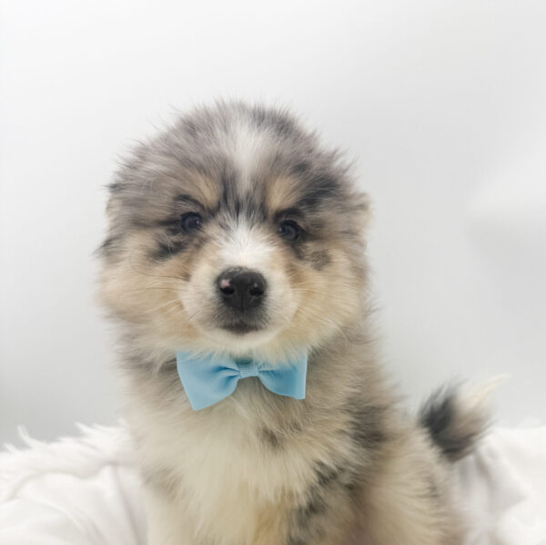 [#26188-01]  - Blue Merle M Pomsky Puppies For Sale