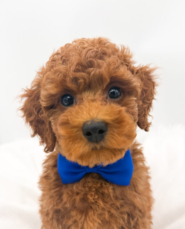 [#26387-02]  - Red M Poodle Puppies For Sale