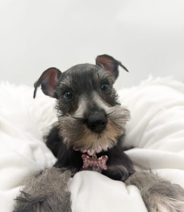[#26288-03]  - Black F Miniature Schnauzer Puppies For Sale