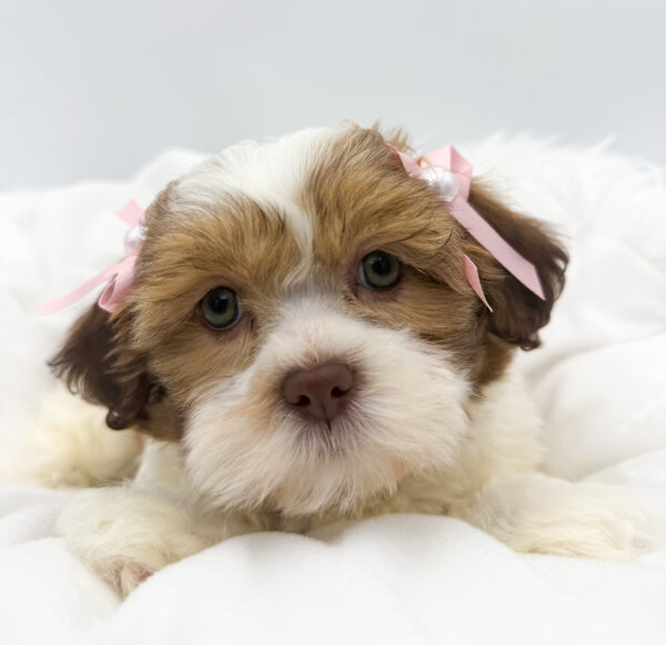 [#26376-03]  - Brown / White F Shih Tzu Puppies For Sale