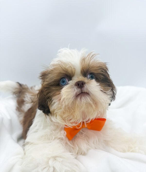 [#253757-01]  - Chocolate / White M Shih Tzu Puppies For Sale