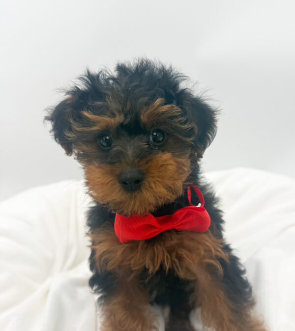 [#26221-03]  - Black / Tan M Yorkiepoo Puppies For Sale
