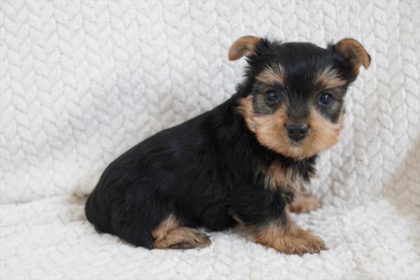 [#26451-02]  - Black / Tan M Yorkshire Terrier Puppies For Sale