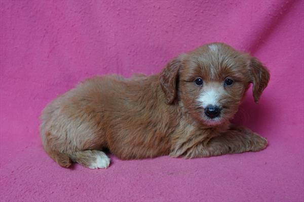 [#26467-06]  - Apricot F Goldendoodle Mini Puppies For Sale