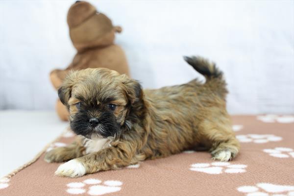 [#26527-02]  - Brindle M Lhasa Apso Puppies For Sale