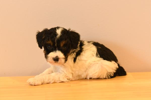 [#26517-03]  - Black White / Tan F Poodle Puppies For Sale