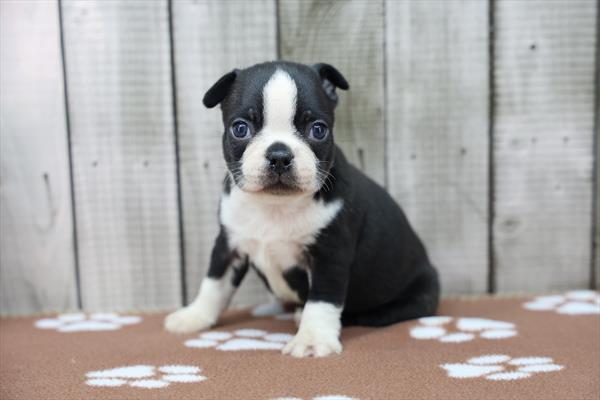 [#26660-04]  - Black / White M Boston Terrier Puppies For Sale