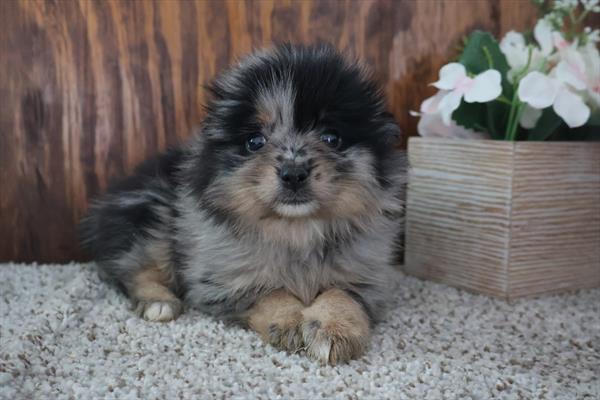 [#26474-05]  - Blue Merle F Pomeranian Puppies For Sale