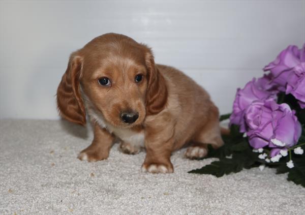 [#26781-01]  - Cream M Dachshund Puppies For Sale