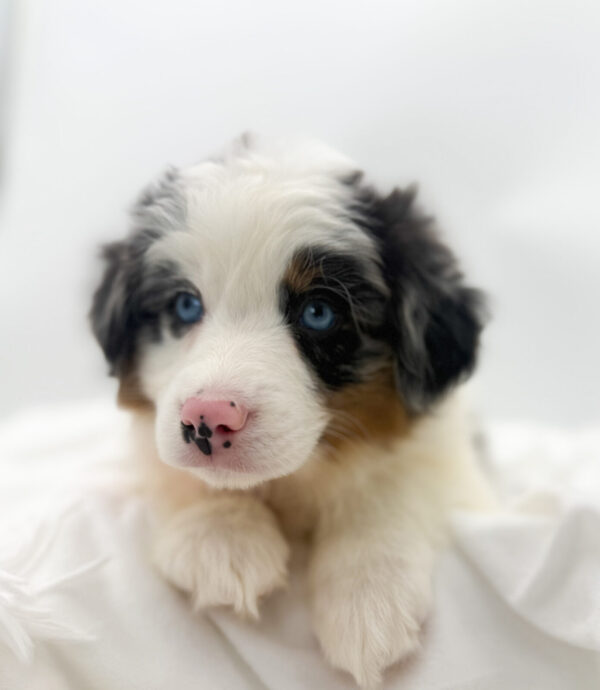 [#26213-05]  - Blue Merle F Miniature Australian Shepherd Puppies For Sale