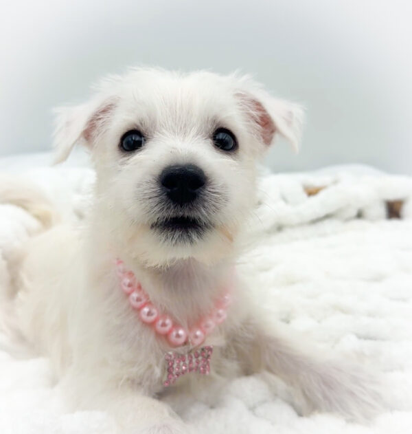[#253646-06]  - White F West Highland White Terrier Puppies For Sale