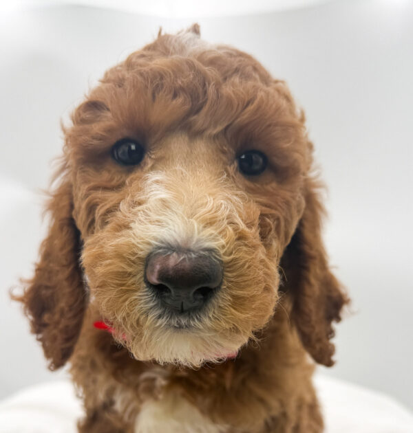 [#26696-04]  - Red F Poodle Standard Puppies For Sale