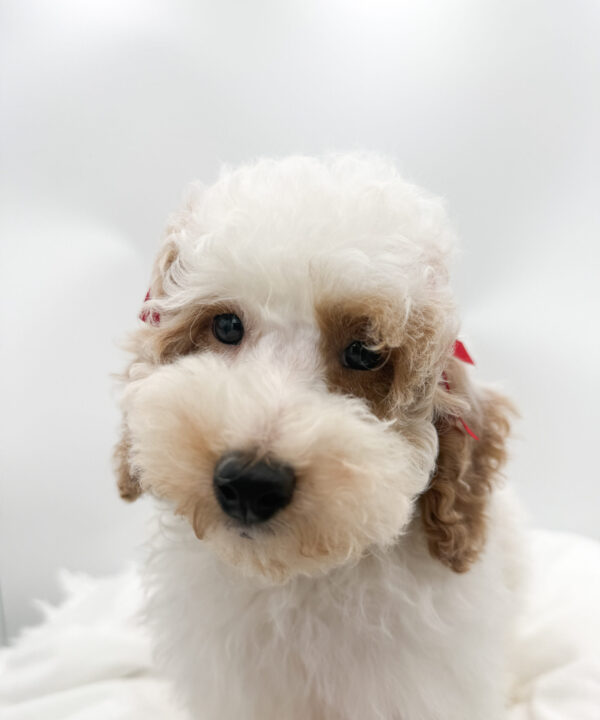 [#26470-04]  - Apricot / White M Poodle Puppies For Sale