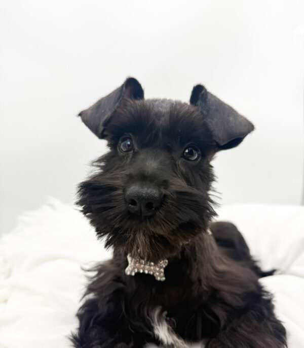 [#26346-01]  - Black M Miniature Schnauzer Puppies For Sale