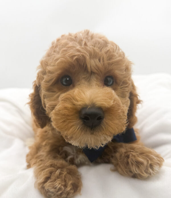 [#26468-04]  - Apricot M Goldendoodle Mini 2nd Gen Puppies For Sale