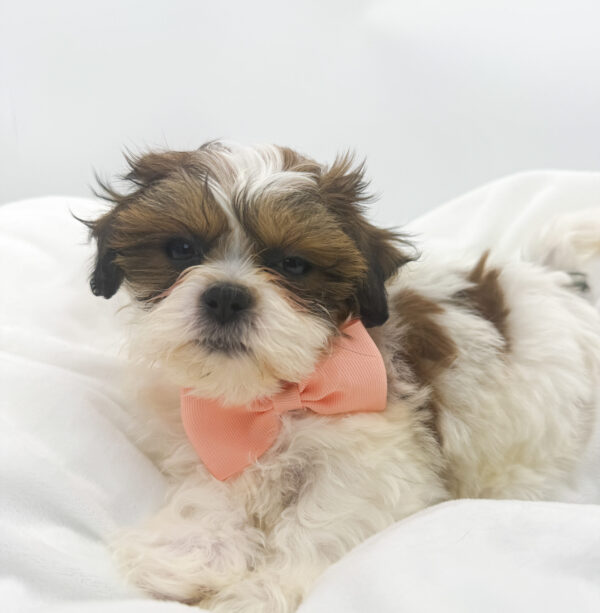 [#26528-03]  - Brindle / White F Teddy Bear Puppies For Sale