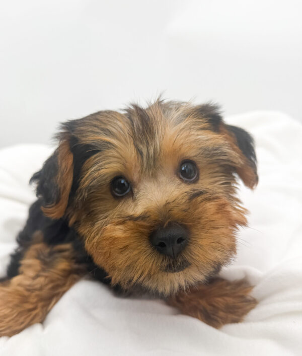 [#26432-01]  - Black / Tan M Yorkshire Terrier Puppies For Sale