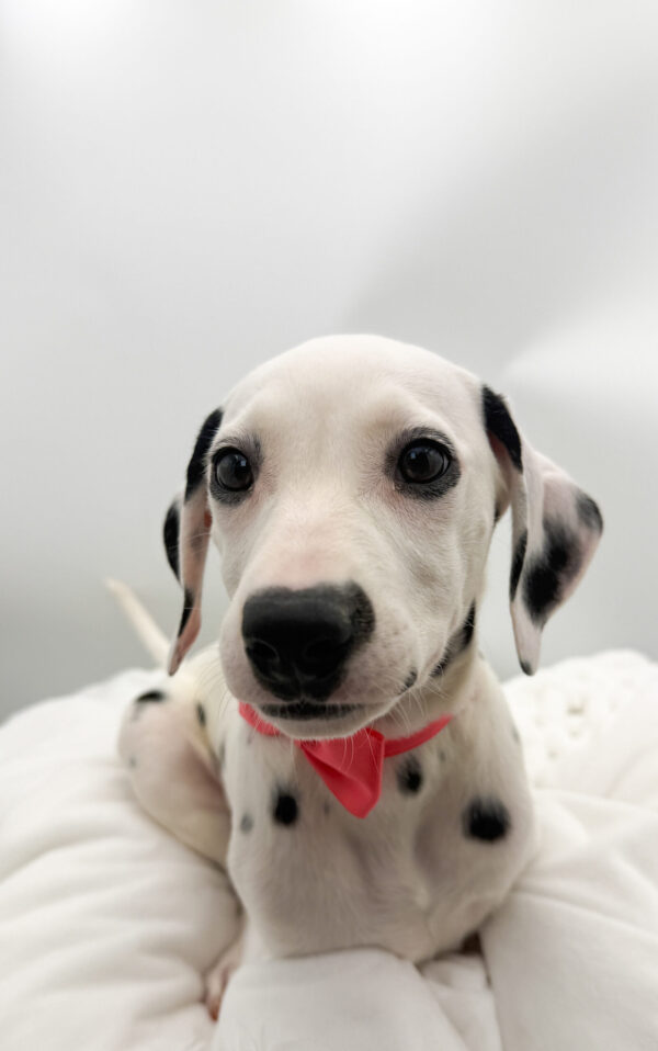 [#26386-07]  - White F Dalmatian Puppies For Sale