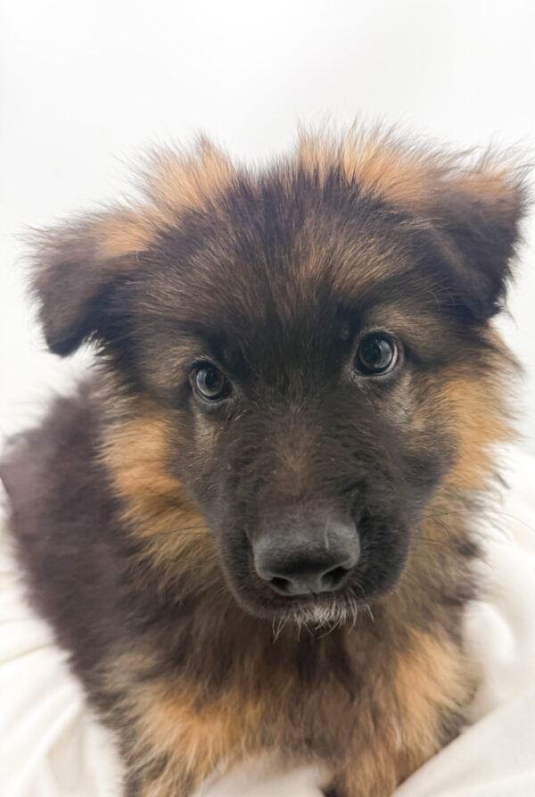 [#26408-03]  - Black / Tan M German Shepherd Dog Puppies For Sale