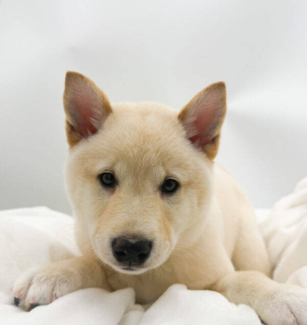 [#26572-04]  - Cream F Shiba Inu Puppies For Sale