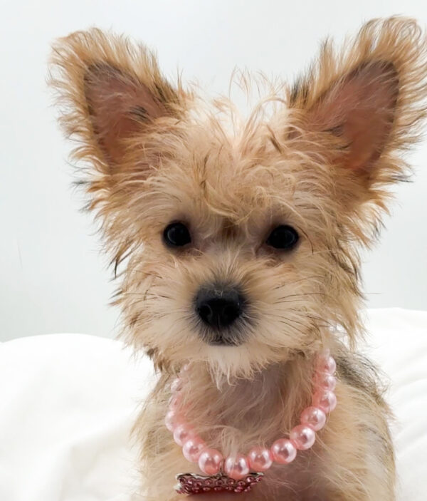 [#26359-02]  - Brown / Black F Yochon Puppies For Sale