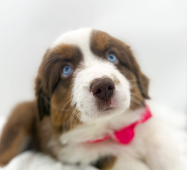 [#26134-04]  - Red F Miniature American Shepherd Puppies For Sale
