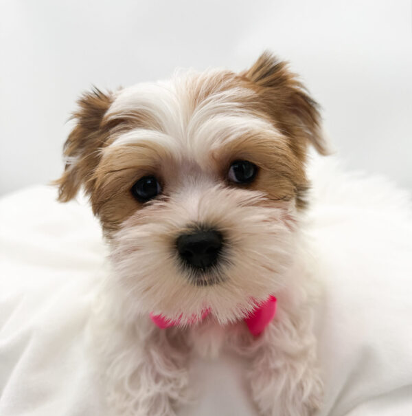 [#26289-06]  - Black White / Tan F Morkie Puppies For Sale
