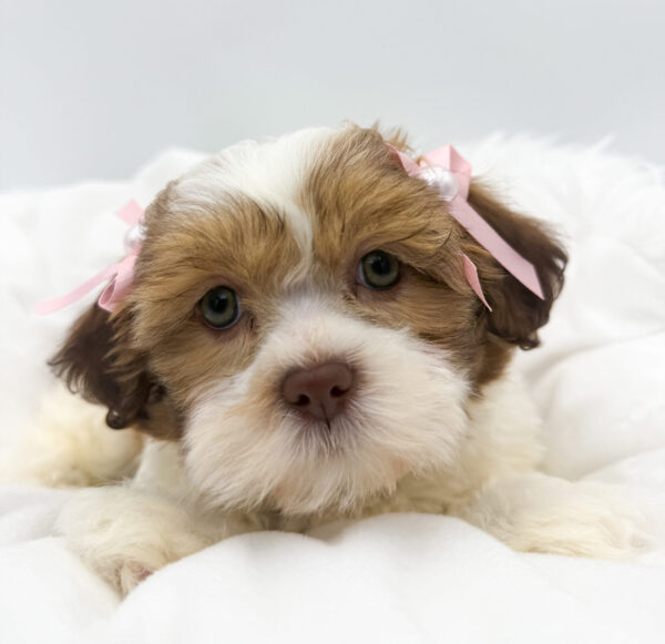 [#26376-03]  - Brown / White F Shih Tzu Puppies For Sale