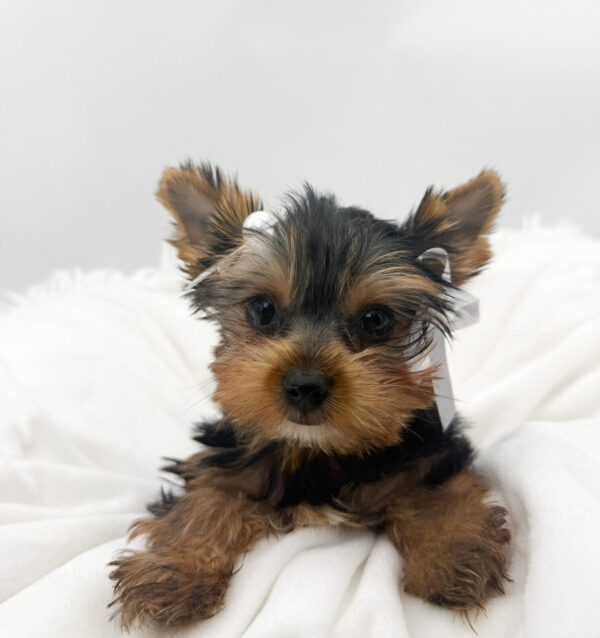 [#26260-05]  - Black / Tan F Yorkshire Terrier Puppies For Sale